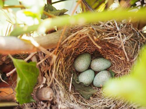 bird nest four bird's eggs on nest ölüdeniz